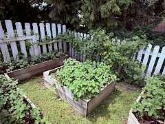 Strawberry & Raspberry Patch