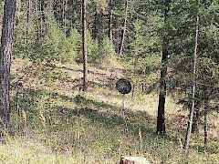 Douglas Firs