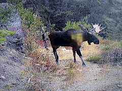 Mr Moose