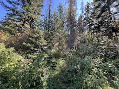 Vegetation
